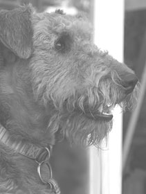 Wesley Wesley the dog